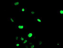 Anti-FOXI1 mouse monoclonal antibody immunofluorescent staining of COS7 cells transiently transfected by pCMV6-ENTRY FOXI1.