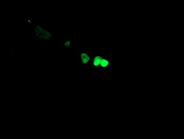 Anti-FOXI1 mouse monoclonal antibody immunofluorescent staining of COS7 cells transiently transfected by pCMV6-ENTRY FOXI1.