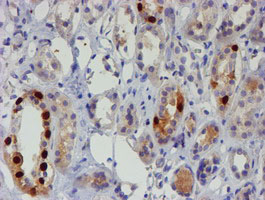 IHC of paraffin-embedded Human Kidney tissue using anti-FOXI1 mouse monoclonal antibody.