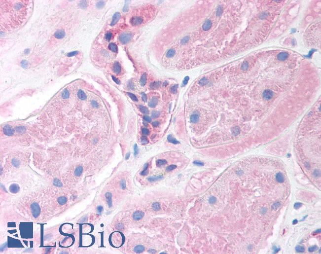 Anti-FOXI1 antibody IHC of human kidney. Immunohistochemistry of formalin-fixed, paraffin-embedded tissue after heat-induced antigen retrieval. Antibody LS-B950 concentration 5 ug/ml.