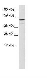 Fetal Kidney Lysate