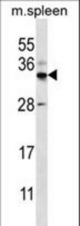FOXI2 Antibody western blot of mouse spleen tissue lysates (35 ug/lane). The FOXI2 antibody detected the FOXI2 protein (arrow).