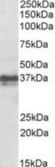 FOXI3 antibody (1 ug/ml) staining of Mouse Skin lysate (35 ug protein/ml in RIPA buffer). Primary incubation was 1 hour. Detected by chemiluminescence.