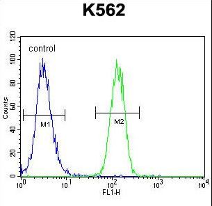 FOXI3 Antibody flow cytometry of K562 cells (right histogram) compared to a negative control cell (left histogram). FITC-conjugated goat-anti-rabbit secondary antibodies were used for the analysis.