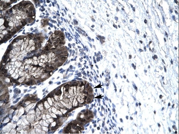FOXJ2 antibody LS-C31294 was used in IHC to stain formalin-fixed, paraffin-embedded human stomach.