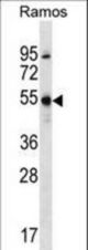 FOXJ2 Antibody western blot of Ramos cell line lysates (35 ug/lane). The FOXJ2 antibody detected the FOXJ2 protein (arrow).