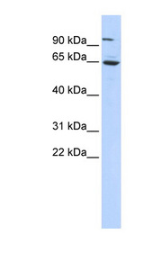 FOXJ3 antibody LS-C110351 Western blot of 293T cell lysate.