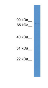 FOXJ3 antibody LS-C134935 Western blot of Mouse Small Intestine lysate.