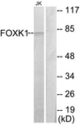 Western blot of extracts from Jurkat cells, using FOXK1 Antibody. The lane on the right is treated with the synthesized peptide.