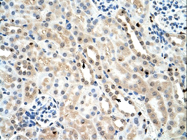 Mouse Kidney