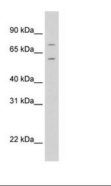 NIH 3T3 Cell Lysate