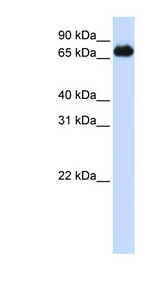 FOXK2 antibody LS-C101814 Western blot of 293T cell lysate.