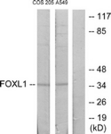 Western blot of extracts from COS7/A549 cells, using FOXL1 Antibody. The lane on the right is treated with the synthesized peptide.
