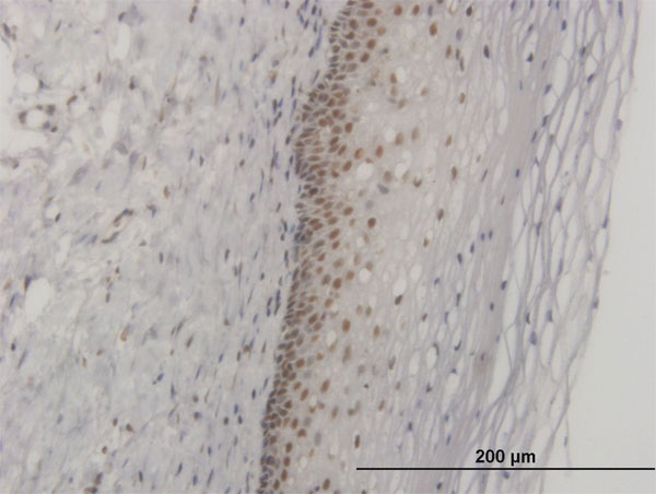 Immunoperoxidase of monoclonal antibody to FOXL1 on formalin-fixed paraffin-embedded human uterine cervix. [antibody concentration 3 ug/ml]