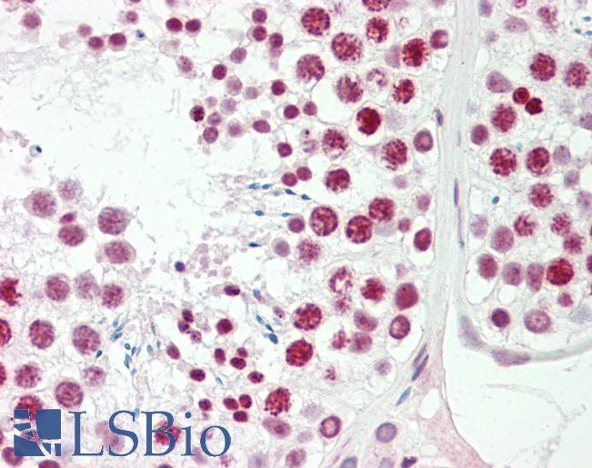 Anti-FOXL1 antibody IHC staining of human testis. Immunohistochemistry of formalin-fixed, paraffin-embedded tissue after heat-induced antigen retrieval. Antibody LS-B9901 dilution 1:100.