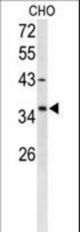 Western blot of FOXL1 Antibody in CHO cell line lysates (35 ug/lane). FOXL1 (arrow) was detected using the purified antibody;