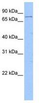 Western analysis of Jurkat cell lysate.