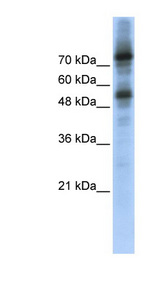 FOXM1 antibody LS-C110397 Western blot of Transfected 293T cell lysate.