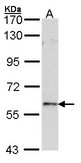 Sample (30 ug of whole cell lysate). A: Raji. 7.5% SDS PAGE. FOXN1 antibody diluted at 1:1000.