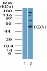 Western blot of FOXN1 in mouse thymus lysate. Lane 1 shows pre-immune sera. Lane 2 shows antibody tested at 1:5000 on mouse thymus lysate.