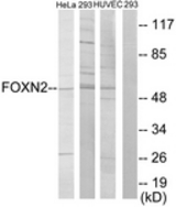 Western blot of extracts from HeLa/293/HUVEC cells, using FOXN2 Antibody. The lane on the right is treated with the synthesized peptide.
