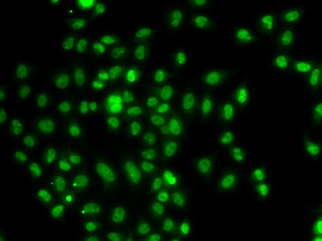 Immunofluorescence blot of A549 cell using FOXN2 antibody.
