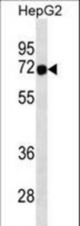 FOXN3 Antibody western blot of HepG2 cell line lysates (35 ug/lane). The FOXN3 antibody detected the FOXN3 protein (arrow).