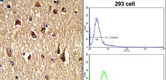 (LEFT)Formalin-fixed and paraffin-embedded human brain tissue reacted with FKHR Antibody (Center D469), which was peroxidase-conjugated to the secondary antibody, followed by DAB staining. This data demonstrates the use of this antibody for immunohistochemistry; clinical relevance has not been evaluated. (RIGHT)Flow cytometric of 293 cells using FKHR Antibody (Center D469)(bottom histogram) compared to a negative control cell (top histogram). FITC-conjugated goat-anti-rabbit secondary antibodies were used for the analysis.