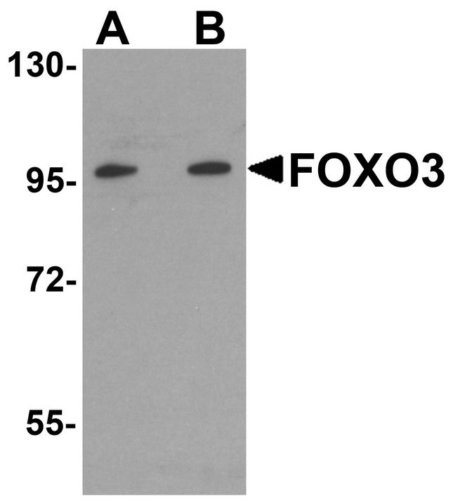 Western blot analysis of FOXO3 in A-20 cell lysate with FOXO3 antibody at (A) 0.5 and (B) 1 ug/ml.