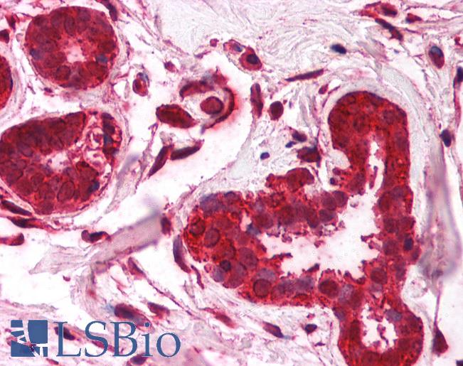 Anti-FOXO3A antibody IHC of human breast. Immunohistochemistry of formalin-fixed, paraffin-embedded tissue after heat-induced antigen retrieval. Antibody LS-B952 concentration 5 ug/ml.