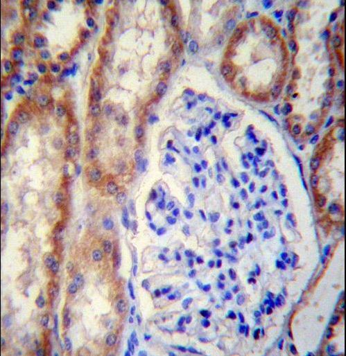 FOXO3 Antibody immunohistochemistry of formalin-fixed and paraffin-embedded human kidney tissue followed by peroxidase-conjugated secondary antibody and DAB staining.