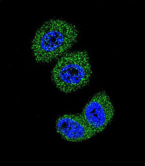 Confocal immunofluorescent of FOXO3 Antibody with MCF-7 cell followed by Alexa Fluor 488-conjugated goat anti-rabbit lgG (green). DAPI was used to stain the cell nuclear (blue).