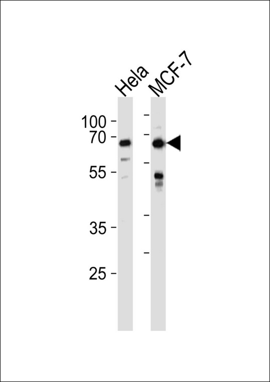 FOXO3 Antibody western blot of HeLa,MCF-7 cell line lysates (35 ug/lane). The FOXO3 antibody detected the FOXO3 protein (arrow).