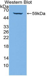 Western blot of recombinant COL4A3 / Tumstatin.