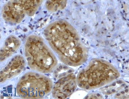 COL4A3 antibody (4 ug/ml) staining of paraffin embedded Human Kidney. Steamed antigen retrieval with citrate buffer pH 6, HRP-staining.