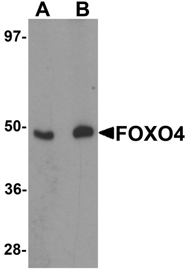 Western blot analysis of FOXO4 in HeLa cell lysate with FOXO4 antibody at (A) 0.5 and (B) 1 ug/ml.