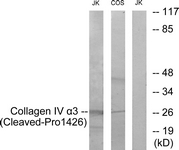 Western blot of extracts from Jurkat/COS7 cells, treated with etoposide 25 uM 24h, using Collagen IV alpha3 (Cleaved-Pro1426) Antibody. The lane on the right is treated with the synthesized peptide.