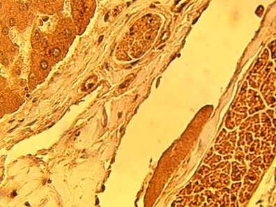 IHC of normal human liver tissue using CERT antibody (LS-C140624) at 15 ug/ml