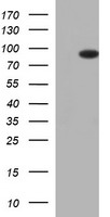 HEK293T cells were transfected with the pCMV6-ENTRY control (Left lane) or pCMV6-ENTRY FOXP1 (Right lane) cDNA for 48 hrs and lysed. Equivalent amounts of cell lysates (5 ug per lane) were separated by SDS-PAGE and immunoblotted with anti-FOXP1.