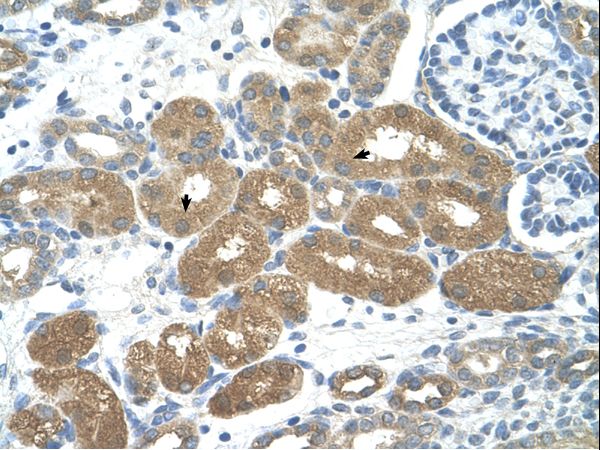 FOXP2 antibody LS-C31918 was used in IHC to stain formalin-fixed, paraffin-embedded human kidney.
