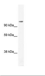 SP2/0 Cell Lysate