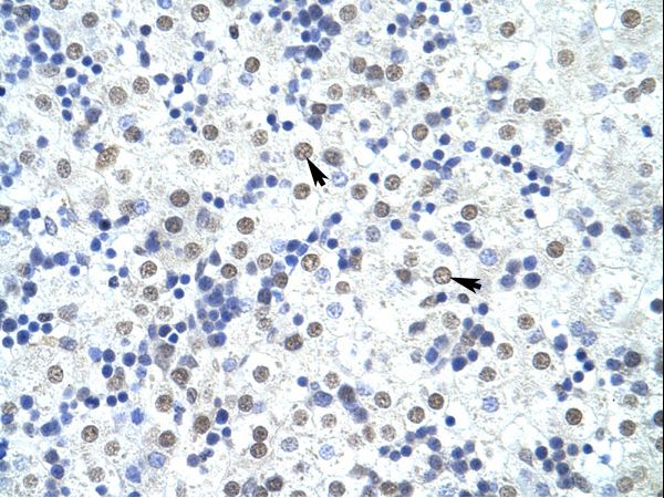 FOXP4 antibody LS-C31725 was used in IHC to stain formalin-fixed, paraffin-embedded human liver.
