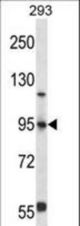 FOXP4 Antibody western blot of 293 cell line lysates (35 ug/lane). The FOXP4 antibody detected the FOXP4 protein (arrow).