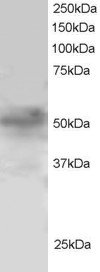 Antibody staining (1 ug/ml) of H460 lysate (RIPA buffer, 30 ug total protein per lane). Primary incubated for 1 hour. Detected by Western blot of chemiluminescence.