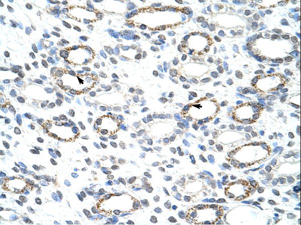 FOXQ1 antibody LS-C30958 was used in IHC to stain formalin-fixed, paraffin-embedded human kidney.