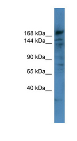 COL4A6 antibody LS-C135695 Western blot of HT1080 cell lysate.