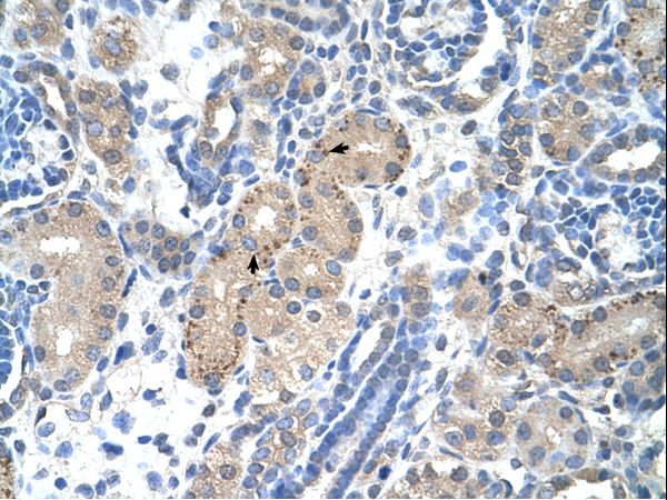 FOXR2 antibody LS-C31862 was used in IHC to stain formalin-fixed, paraffin-embedded human kidney.
