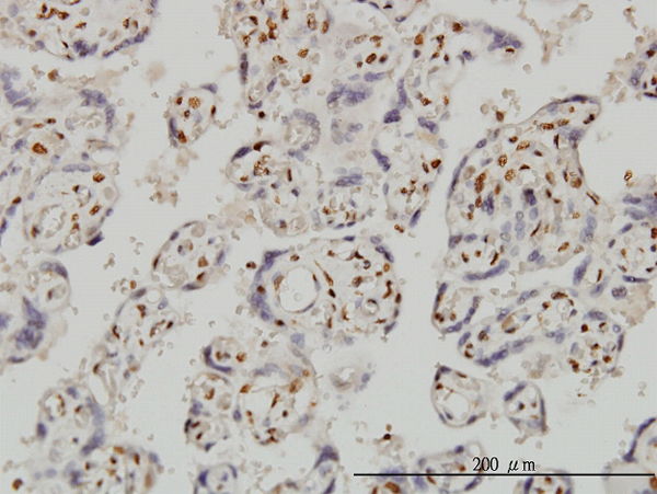 Immunoperoxidase of monoclonal antibody to FOXR2 on formalin-fixed paraffin-embedded human placenta. [antibody concentration 3 ug/ml].