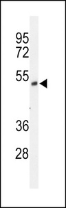Western blot of FXRD1 Antibody in NCI-H460 cell line lysates (35 ug/lane). FXRD1 (arrow) was detected using the purified antibody.