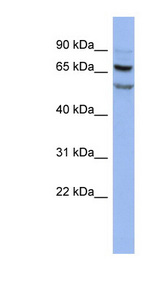 FOXRED1 antibody LS-C110576 Western blot of HT1080 cell lysate.